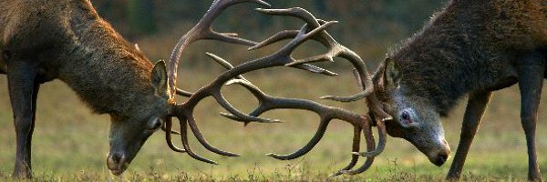 Deer Social Structure