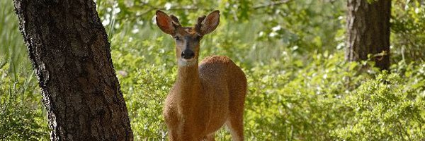 deer information